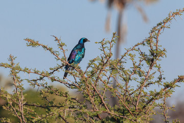 Lilac bird 