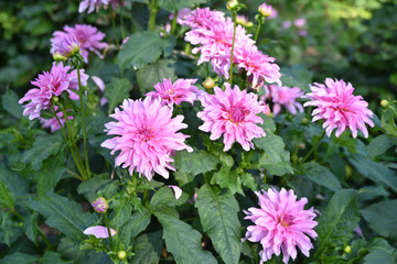Fototapeta premium Dahlia rose au jardin en été