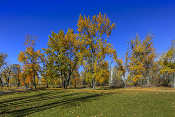 Fall colours in the park