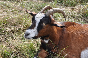Ziegenbock