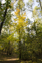 Obraz premium Trail with autumn leaves in a forest near Berlin, Germany