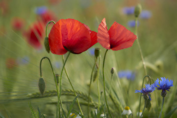 Obraz premium Mohn im Kornfeld