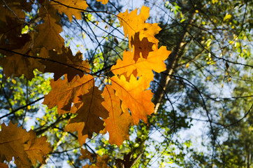 Colorful atumn leaves in sunlight