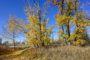 Fototapeta premium Autumn Leaves