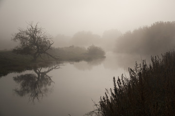 Obraz premium tree at the river with reflection