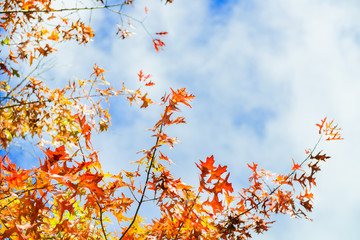 Autumn landscape