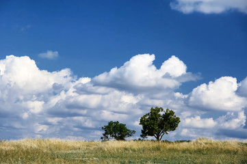 Fototapeta premium Two trees against blue sky with clouds