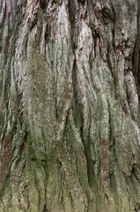 Wooden bark texture
