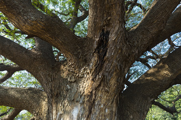 Fototapeta na wymiar branch of big tree, tropical forest