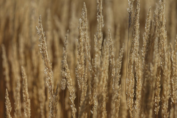 Fototapeta premium Prairie Grasses