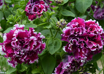 summer spring Primula rhododendron rose natural petal violet leaf flora summer tree bush floral blooming bloom beauty green blossom flower lilac flowers pink garden nature spring purple plant