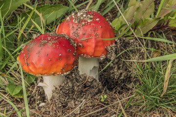 Amanita muscaria mushroom in green grass