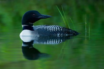 Common Loon Reflection - 176754425