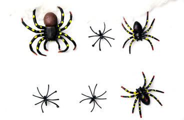 Halloween holiday concept group of spider walk on spider web on white background. Ready for product display montage