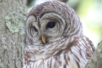 Barred Owl (Strix varia)