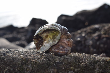 Shells on the beach in the netherlands