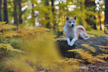 Funny Japanese Dog Akita Inu puppy in autumn forest