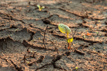 the light of the setting sun and the plant on cracked earth