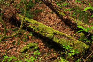 a picture of an Pacific Northwest forest with a mossy conifer log