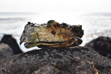 Oyster shell on a rock at the beach