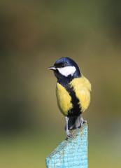 Fototapeta premium little chickadee sitting on a wooden fence in the garden