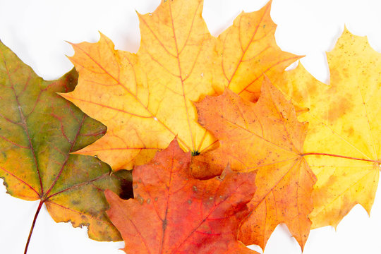 Autumn maple leaves on a white background