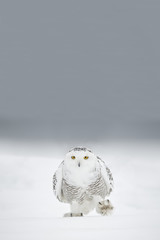 Snowy Owl Walking