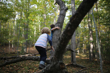 Lifestyle Two Little Boys Climbing Trees in a Forest in Fall