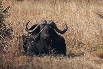 African Buffalo Cape buffalo