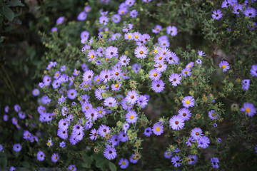 Bunch of Purple Aster Flowers - obrazy, fototapety, plakaty