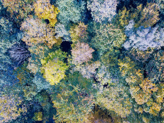 aerial view of a wood with colorful leaves
