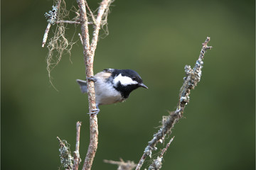 Obraz premium Tannenmeise auf Ast