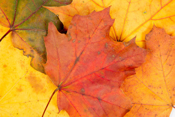 Naklejka na ściany i meble Autumn maple leaves on a white background