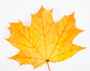 Naklejka na ściany i meble Autumn maple leaf on a white background