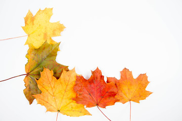 Autumn maple leaves on a white background