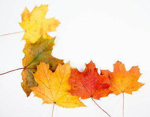 Autumn maple leaves on a white background