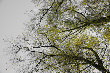 Contrast Tree