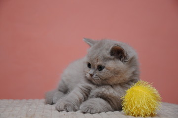 British shorthair kitten with orange background, adorable and cute baby kitten © Martin