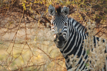 Zebra