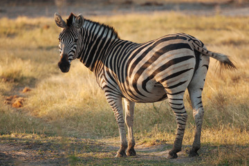 Zebra