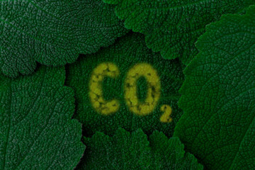 Carbon dioxide CO2. Dark green leaves background. Close up