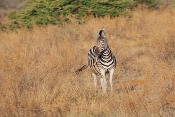 Zebra