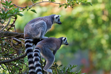 Lemur maki catta of Madagascaer sitted on a tree's branch © ThomasLENNE