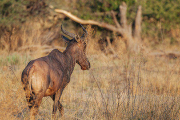 Hartebeest