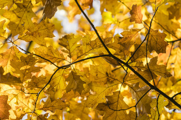 Autumn. Fall scene. Beauty nature scene trees and leaves. Nature background. Selective focus.