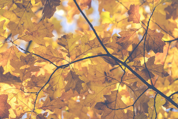 Autumn. Fall scene. Beauty nature scene trees and leaves. Nature background. Selective focus.