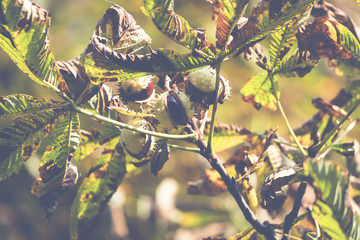 Chesnut tree. Autumn. Fall scene. Beauty nature scene trees and leaves. Nature background. Selective focus.