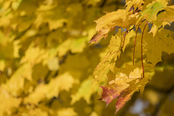 Naklejka na ściany i meble Autumn. Fall scene. Beauty nature scene trees and leaves. Nature background. Selective focus.