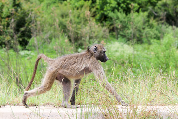 Monkey looking for food. Kruger National park, South Africa.