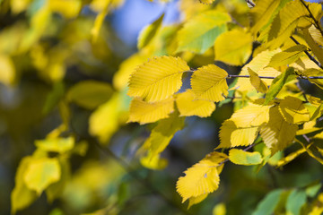 Fototapeta na wymiar Autumn. Fall scene. Beauty nature scene trees and leaves. Nature background. Selective focus.